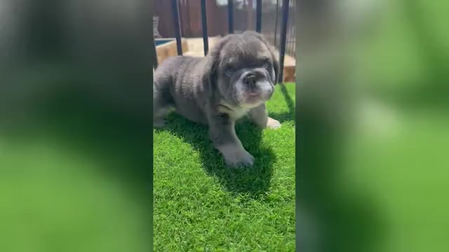 Video preview image #1 English Bulldog Puppy For Sale in WEST HOLLYWOOD, CA, USA