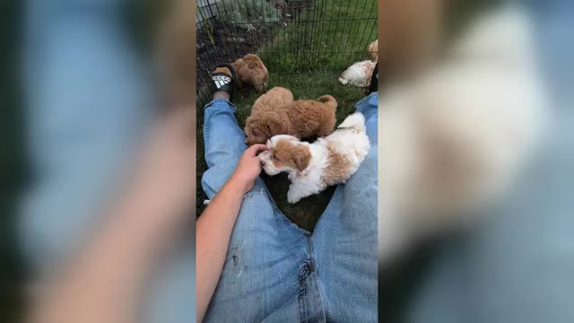 Video preview image #9 Poovanese Puppy For Sale in GOSHEN, IN, USA