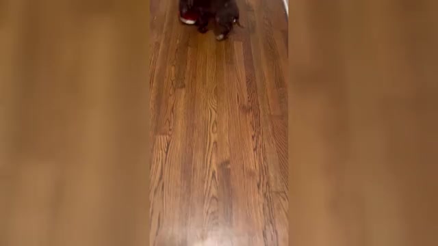 Video preview image #4 Cockapoo (Toy) Puppy For Sale in MEMPHIS, TN, USA