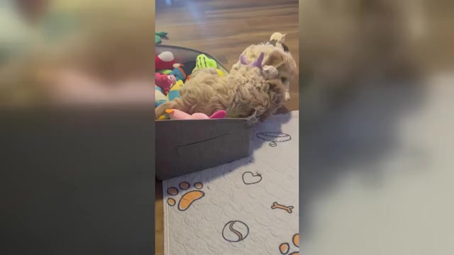 Video preview image #2 Cockapoo (Miniature) Puppy For Sale in GREENTOWN, IN, USA