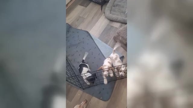 Video preview image #1 Dachshund Puppy For Sale in DALTON, MN, USA