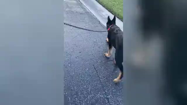 Video preview image #1 German Shepherd Dog Puppy For Sale in MIAMI, FL, USA