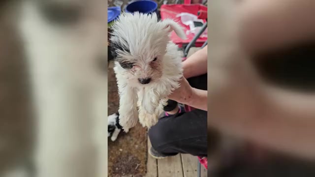 Video preview image #1 Yorkshire Terrier Puppy For Sale in CONKLIN, NY, USA