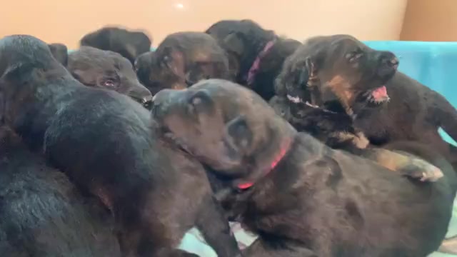 Video preview image #3  Breeder Profile in PINON HILLS, CA, USA