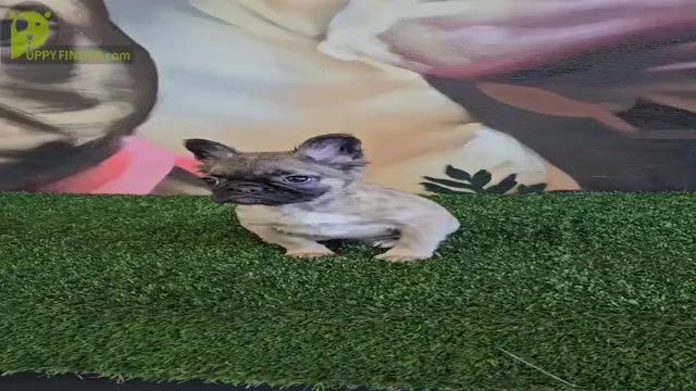 Video preview image #2 French Bulldog Puppy For Sale in MIAMI BEACH, FL, USA