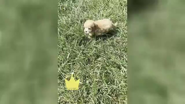 Video preview image #13 Maltipoo (Miniature) Puppy For Sale in WARSAW, IN, USA