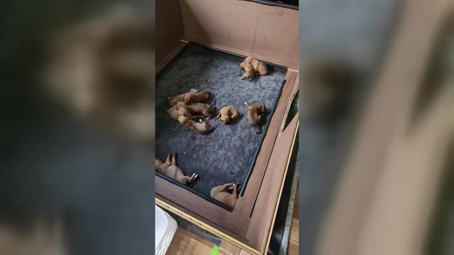 Video preview image #2 Rhodesian Ridgeback Puppy For Sale in YOUNGWOOD, PA, USA