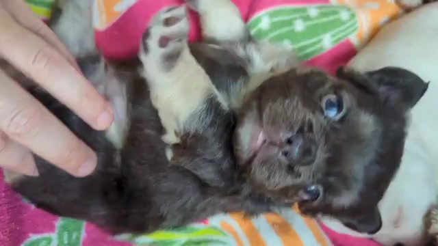 Video preview image #1 French Bulldog Puppy For Sale in CONROE, TX, USA