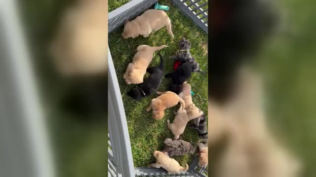 Video preview image #4 Australian Retriever Puppy For Sale in NEWCOMERSTOWN, OH, USA