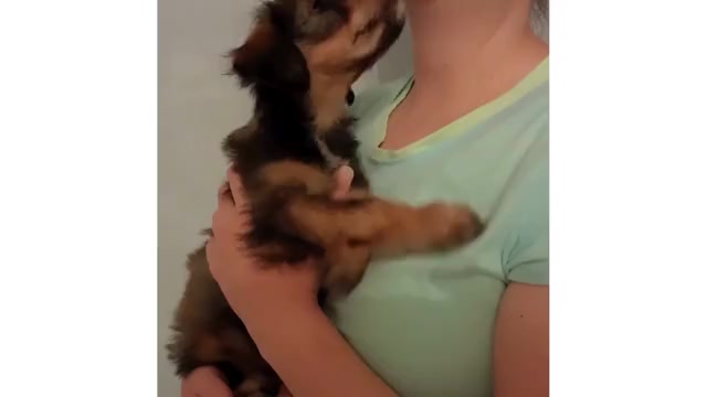 Video preview image #1 Cadoodle Puppy For Sale in PERU, IN, USA