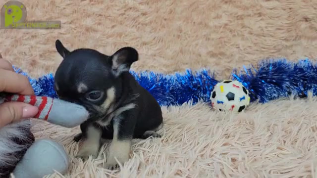 Video preview image #1 French Bulldog Puppy For Sale in CLINTON, NJ, USA