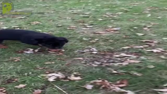 Video preview image #1 Rottweiler Puppy For Sale in NAPPANEE, IN, USA