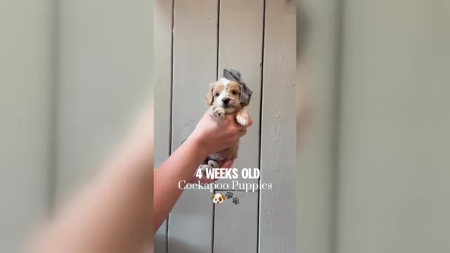 Video preview image #2  Breeder Profile in TRINITY, NC, USA