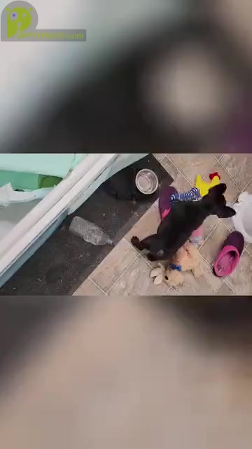 Video preview image #1 French Bulldog Puppy For Sale in MCDONOUGH, GA, USA