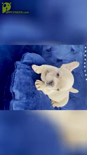 Video preview image #2 French Bulldog Puppy For Sale in TALLAHASSEE, FL, USA
