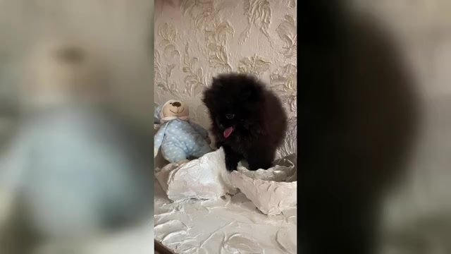 Video preview image #5 Pomeranian Puppy For Sale in Chisinau, Chisinau Municipality, Moldova