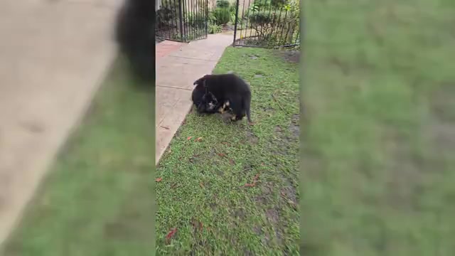 Video preview image #1  Breeder Profile in WALNUT CREEK, CA, USA