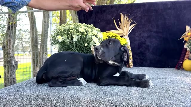 Video preview image #2 Great Dane Puppy For Sale in WAKARUSA, IN, USA