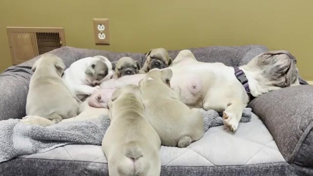 Video preview image #15 French Bulldog Puppy For Sale in WEXFORD, PA, USA