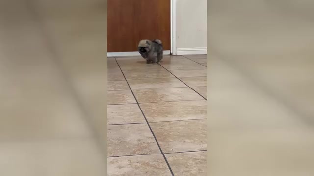 Video preview image #1 Pomeranian Puppy For Sale in STOCKTON, CA, USA