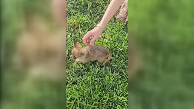 Video preview image #1 Chorkie-Yorkshire Terrier Mix Puppy For Sale in PARMA, ID, USA