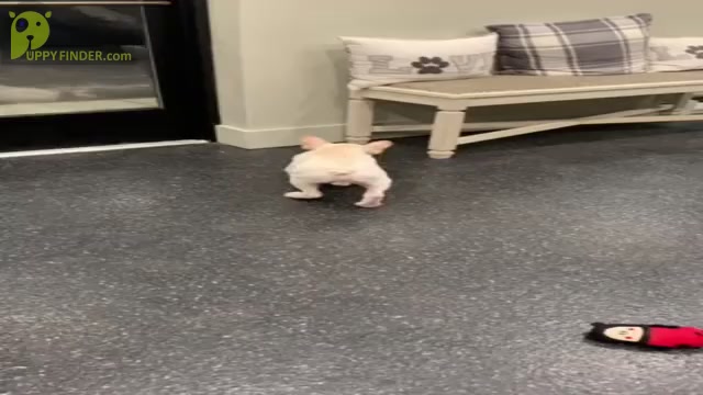 Video preview image #17 French Bulldog Puppy For Sale in WARSAW, IN, USA