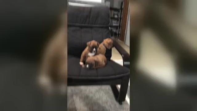 Video preview image #2 Boxer Puppy For Sale in APPLE CREEK, OH, USA