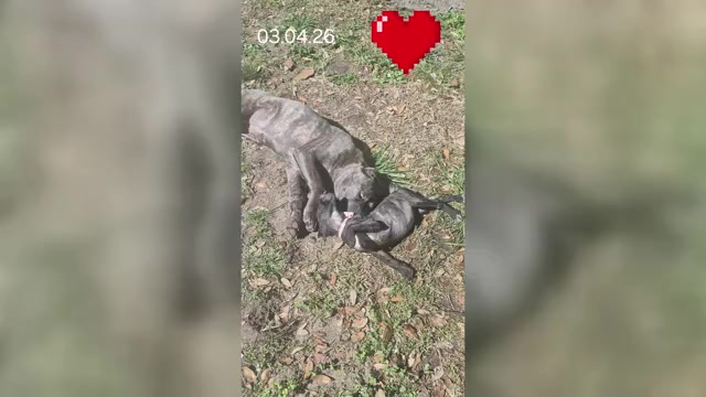 Video preview image #21 Cane Corso Puppy For Sale in COLUMBIA, SC, USA