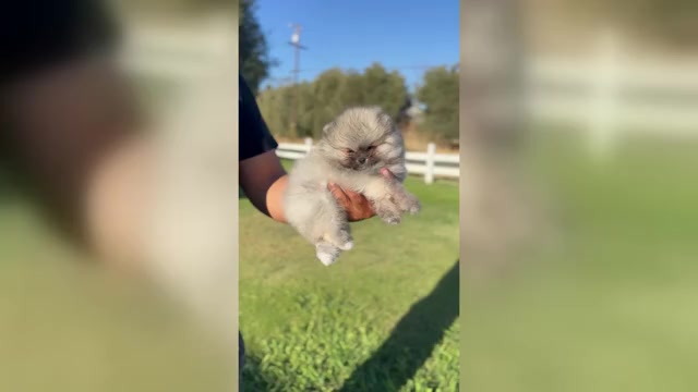 Video preview image #2 Pomeranian Puppy For Sale in STOCKTON, CA, USA