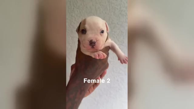 Video preview image #3 American Bully Puppy For Sale in CRAWFORDVILLE, FL, USA