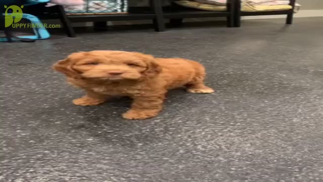 Video preview image #1 Cocker Spaniel-Poodle (Miniature) Mix Puppy For Sale in WARSAW, IN, USA