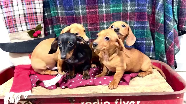 Video preview image #2 Dachshund Puppy For Sale in WAKARUSA, IN, USA