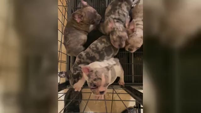 Video preview image #1 French Bulldog Puppy For Sale in RIVERSIDE, CA, USA