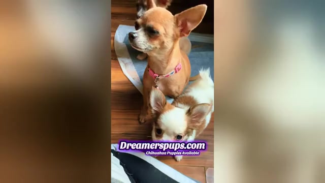 Video preview image #10  Breeder Profile in ADAMSVILLE, TN, USA