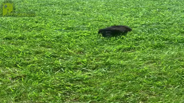 Video preview image #20 Poodle (Toy) Puppy For Sale in WARSAW, IN, USA