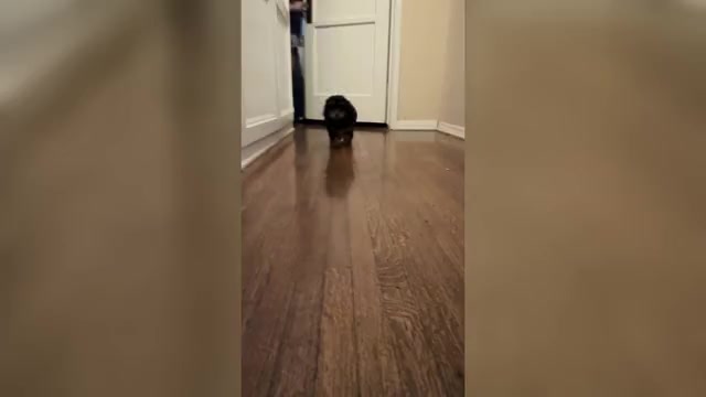 Video preview image #1 Bichpoo-Poodle (Miniature) Mix Puppy For Sale in LOS ANGELES, CA, USA