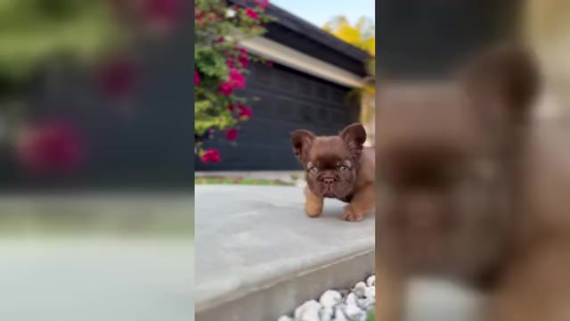 Video preview image #1 French Bulldog Puppy For Sale in TAMPA, FL, USA