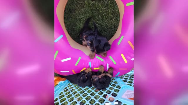 Video preview image #3 Yorkshire Terrier Puppy For Sale in BURLINGTON, KY, USA