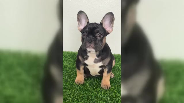 Video preview image #1  Breeder Profile in ROUND ROCK, TX, USA