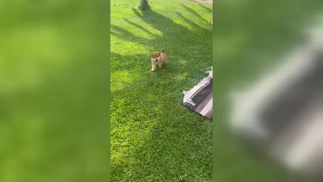 Video preview image #2 Shiba Inu Puppy For Sale in YUCCA VALLEY, CA, USA