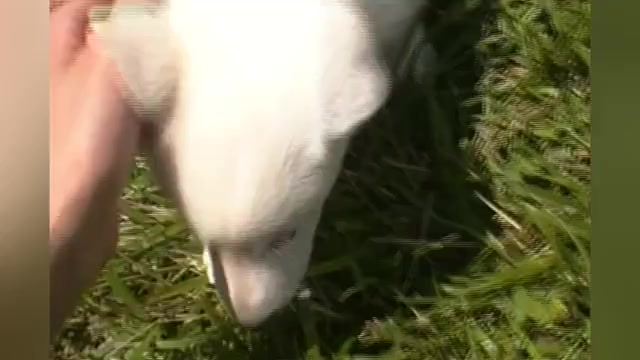 Video preview image #1 German Shepherd Dog Puppy For Sale in PIEDMONT, MO, USA