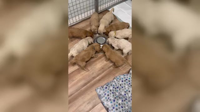 Video preview image #1  Breeder Profile in MURFREESBORO, TN, USA