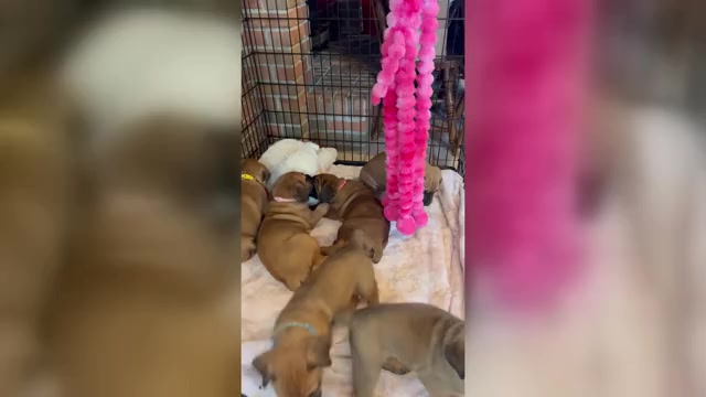 Video preview image #1 Boerboel-Cane Corso Mix Puppy For Sale in MARION, OH, USA