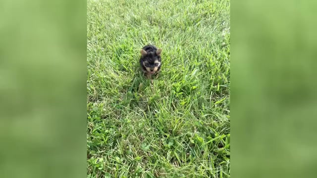 Video preview image #22 Yorkshire Terrier Puppy For Sale in WARSAW, IN, USA