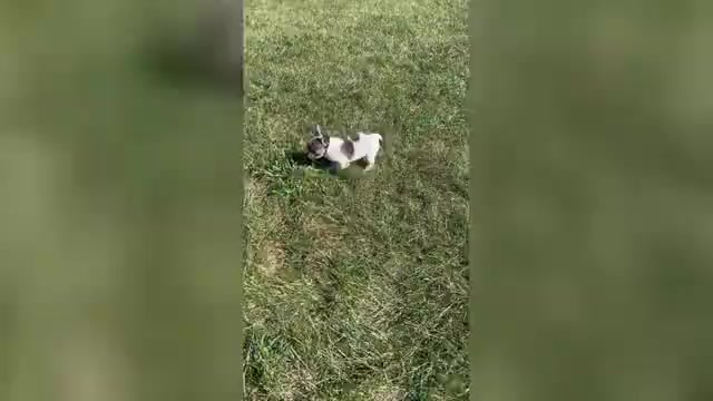 Video preview image #19 French Bulldog Puppy For Sale in WARSAW, IN, USA