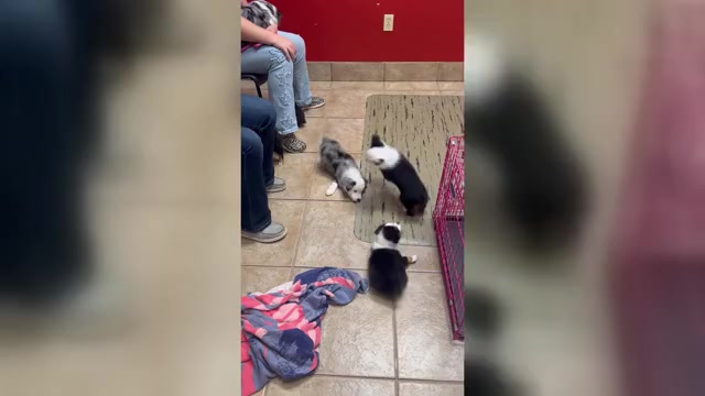 Video preview image #1 Miniature Australian Shepherd Puppy For Sale in LAKELAND, FL, USA