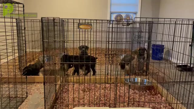 Video preview image #5 Cane Corso Puppy For Sale in DENTSVILLE, MD, USA