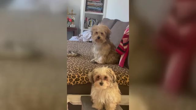 Video preview image #3 Maltipoo (Miniature) Puppy For Sale in PALMDALE, CA, USA