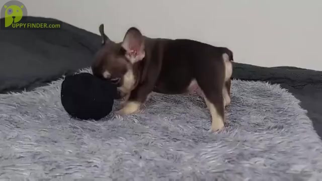 Video preview image #6 French Bulldog Puppy For Sale in BOSTON, MA, USA