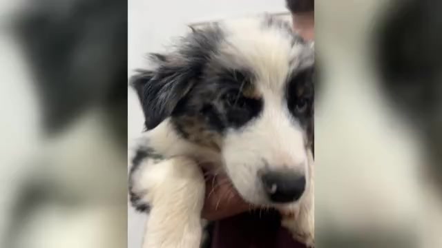 Video preview image #6 Australian Shepherd Puppy For Sale in TYLER, TX, USA